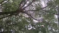 秦腔伴奏《太平年间把荣享》