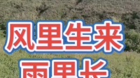 秦腔伴奏《听奶奶讲革命》