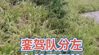 秦腔伴奏《将八台平落在背街上》