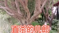秦腔伴奏《斩单童》