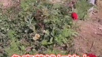 秦腔伴奏《残冬将尽逢新年》