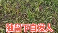 秦腔伴奏《窦娥冤忘不了》