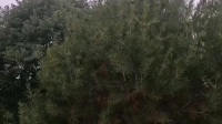 秦腔伴奏《海瑞训虎》下载