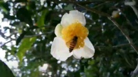 花鼓戏《七层花楼》渔鼓调