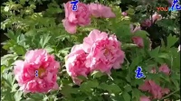 越调伴奏《无佞府》百花鲜争艳