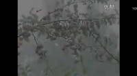 二人转短剧《老蔫复仇》