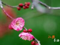 温州鼓词《新二度梅》全集