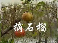 沂蒙小调《摘石榴》