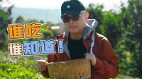 《出发吧老孟》第20220330集 惊千年古茶林