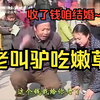 民间小调《老叫驴吃嫩草》