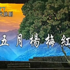 姚剧《五月杨梅红》全剧 余姚姚剧团