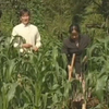 云南山歌剧《花心婆娘爱帅哥》下载