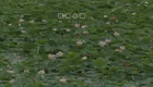 刘晓燕民间小调《苦栗花》01 下载