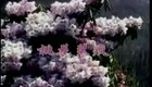 湖南花鼓戏合集019 桃花装疯1下载