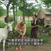 民间小调《刮驴脸》01集下载