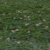 民间小调《苦栗花》01集下载