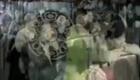 二人转小帽《捡棉花》关小飞、张涛.演出下载